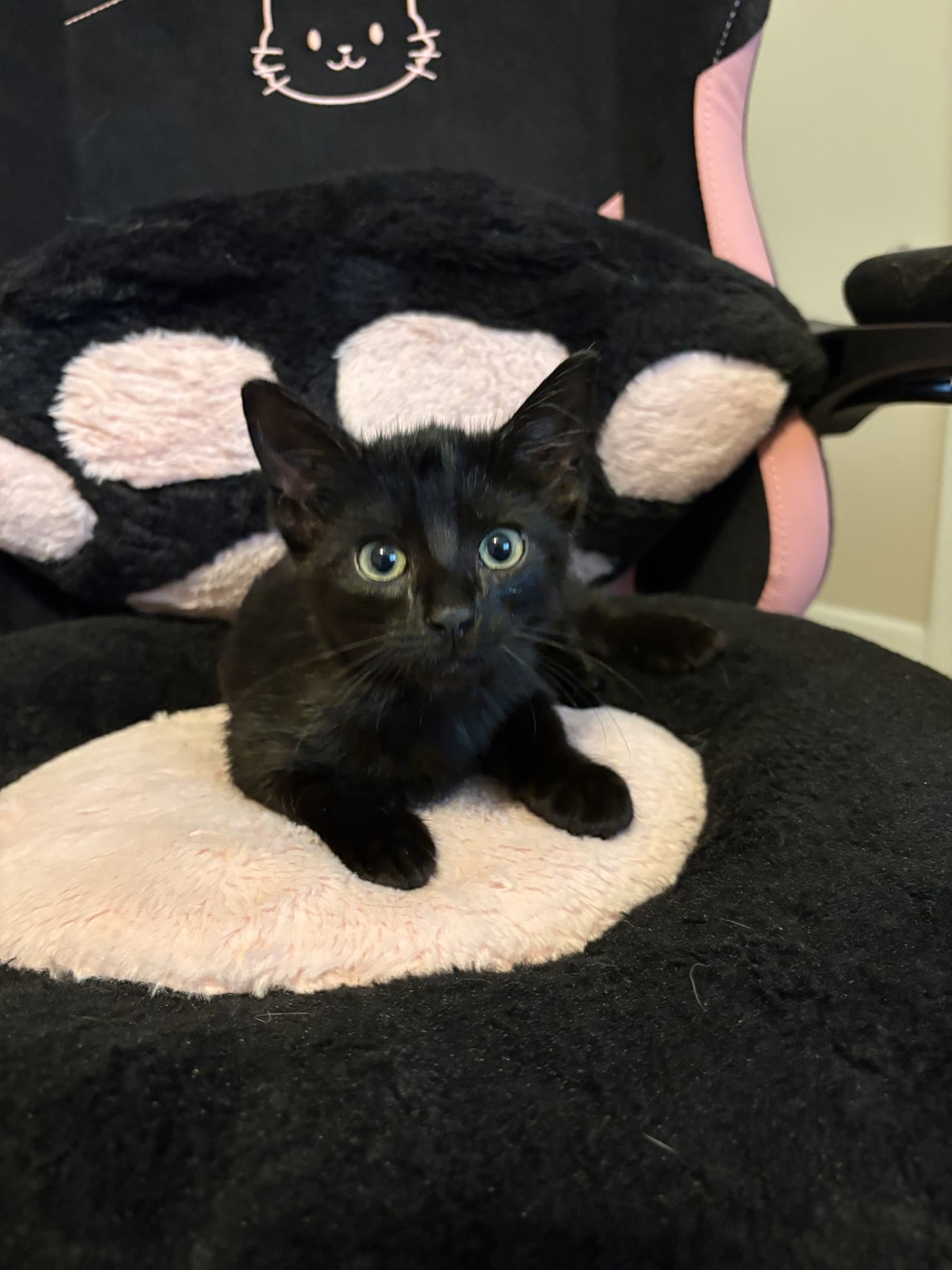 Umbreon