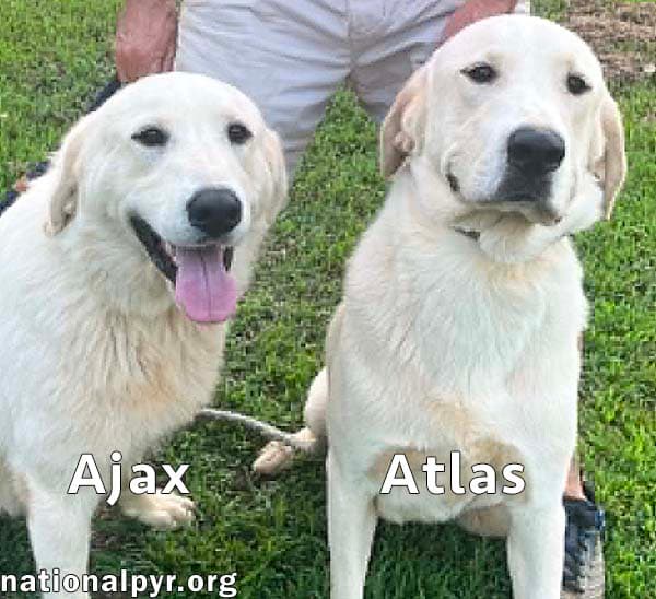 Atlas & Ajax in AL - Playful Bonded Pair!