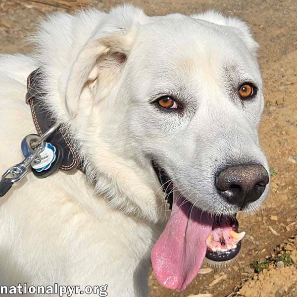 Ray in NJ - Very Loving, Cuddly & Playful!