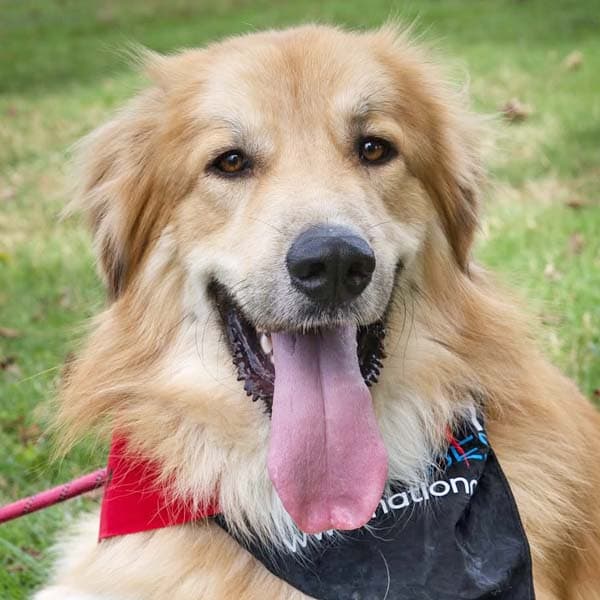 Walker in CT - Playful & Affectionate!