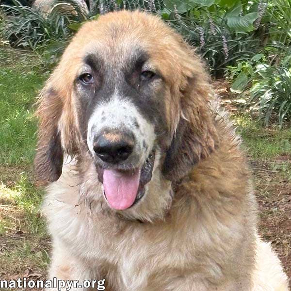 Macintosh in NJ - Loves Squeaky Toys!