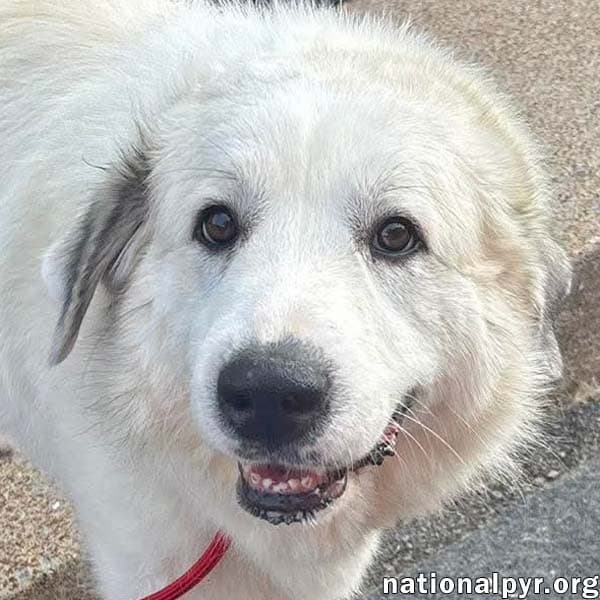 Mellow in OH - Loves To Cuddle!