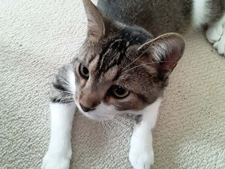 Frankie