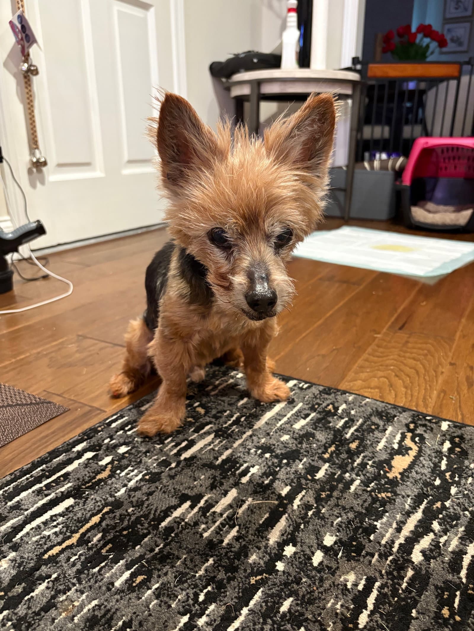 Levi Apr 26