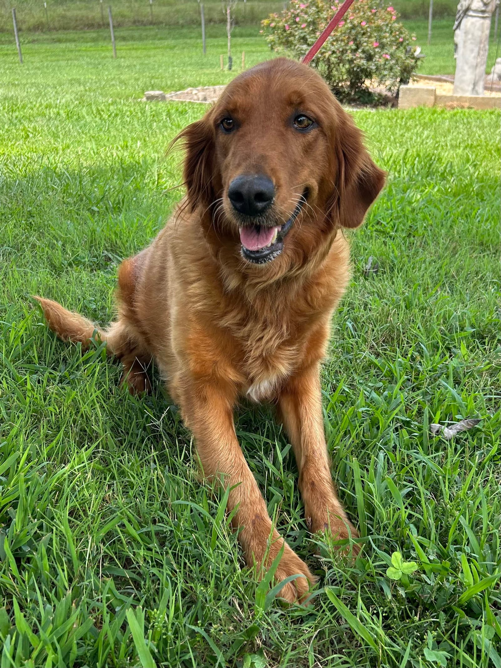 Rose Golden Jul 26