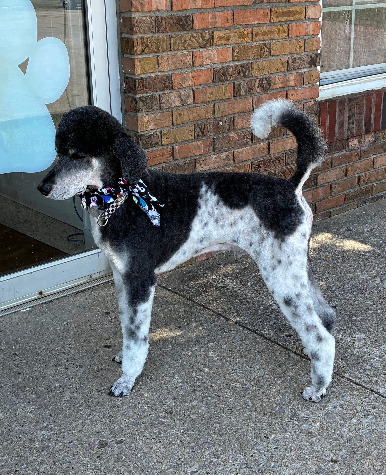 Sampson July 26 - in Foster in Radcliff, KY