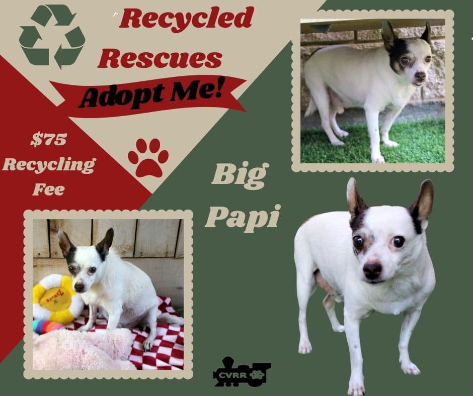 Big Papi Grandpa's (Recycle)