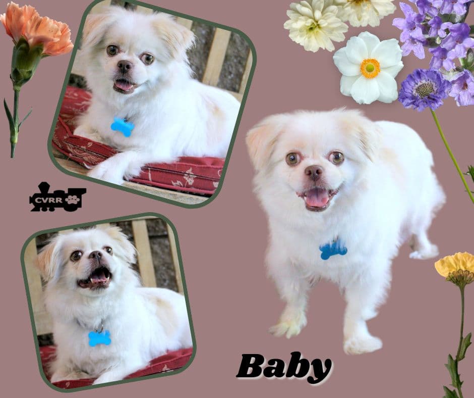 Baby (Ritzy)