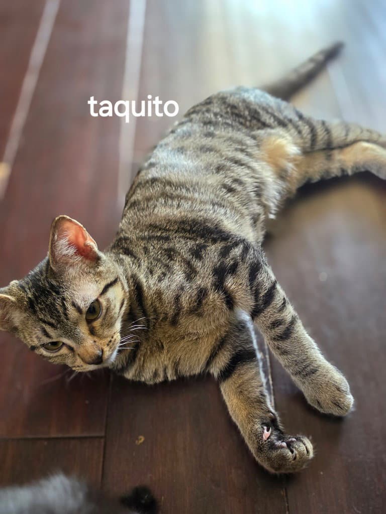 Taquito