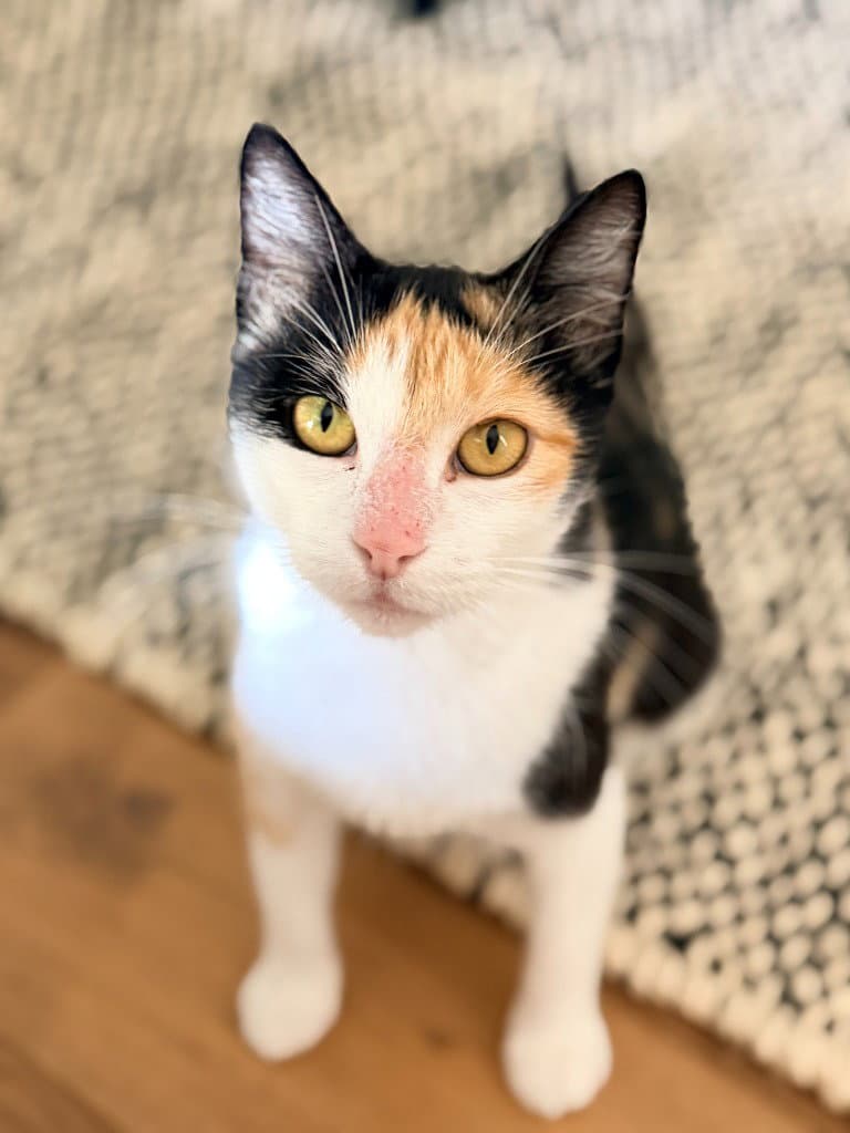 Callie