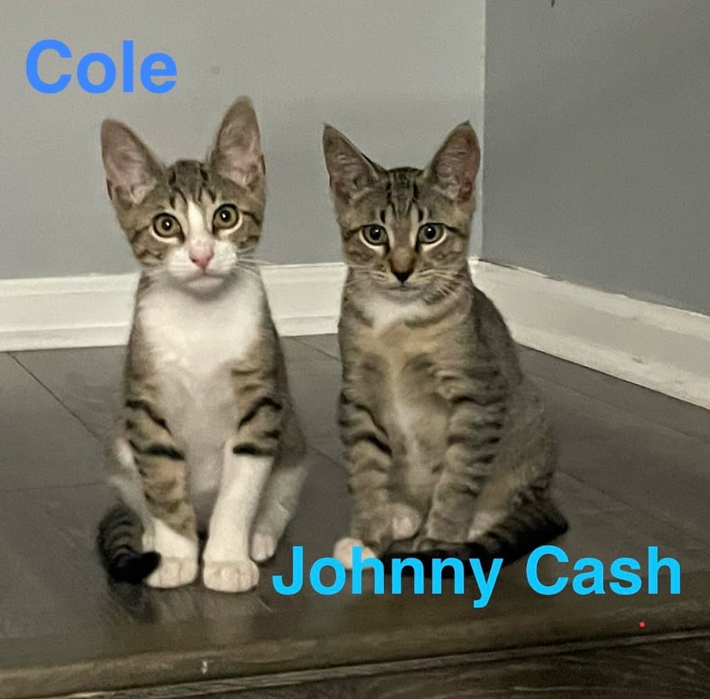 Cash