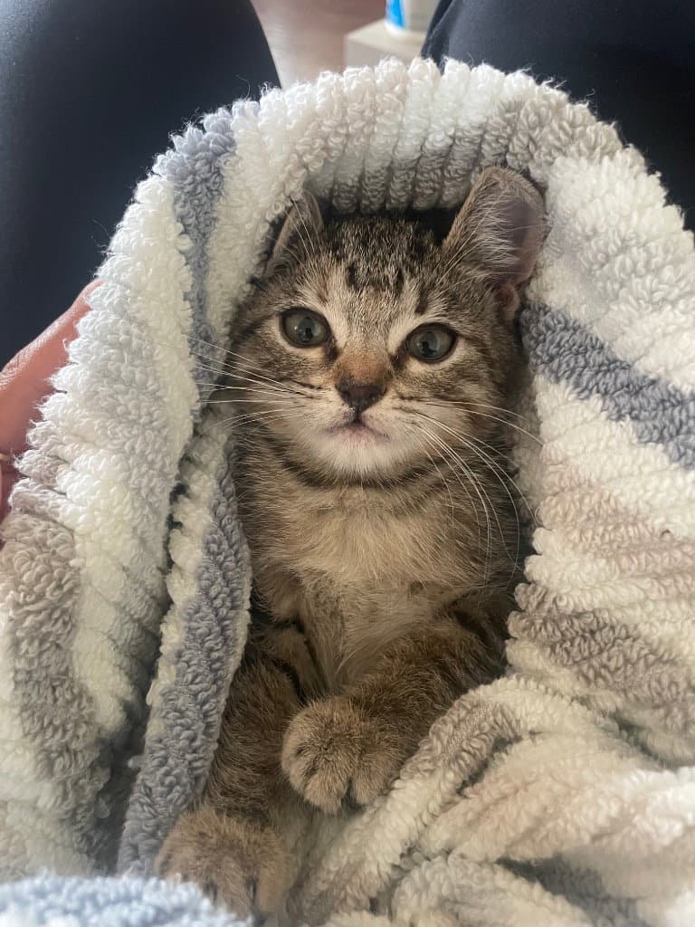 Emmi