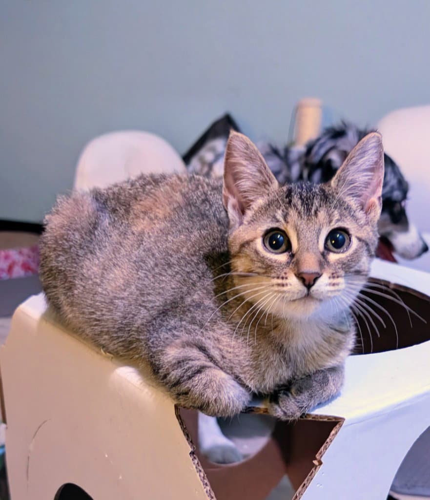 Amaretto