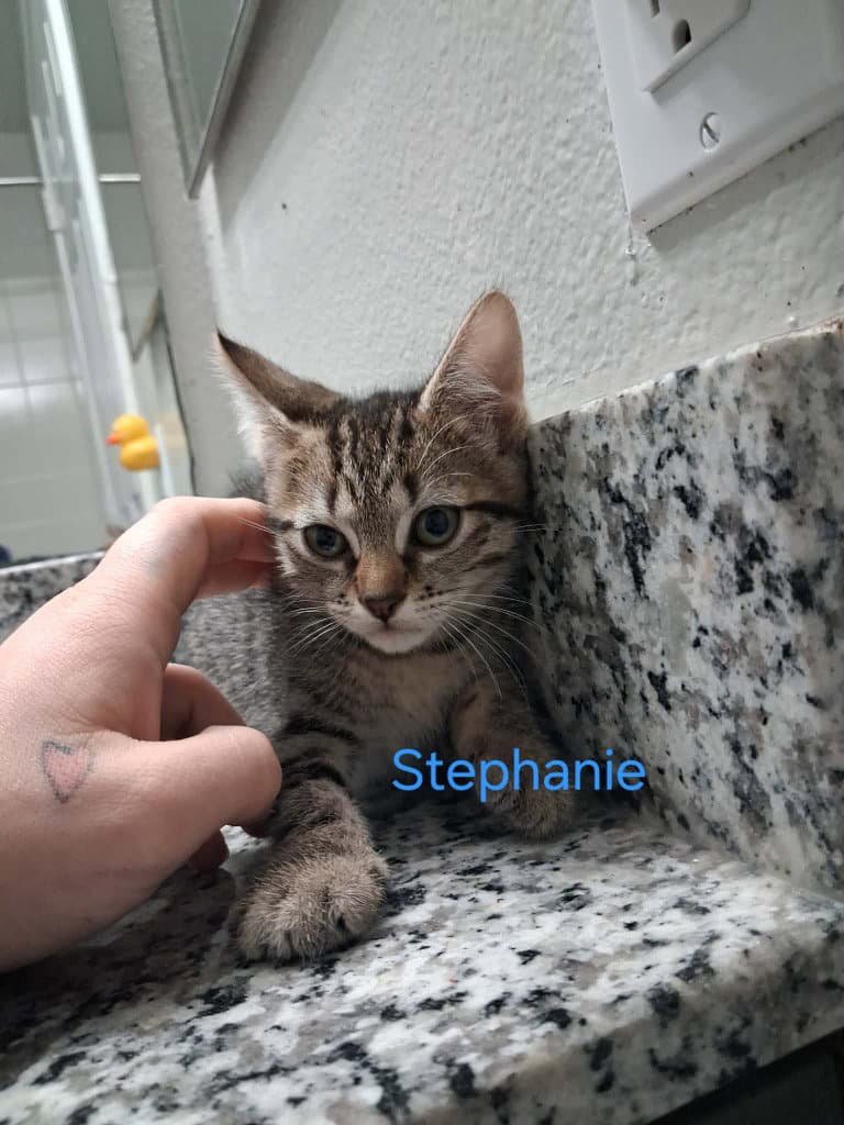 Stephanie