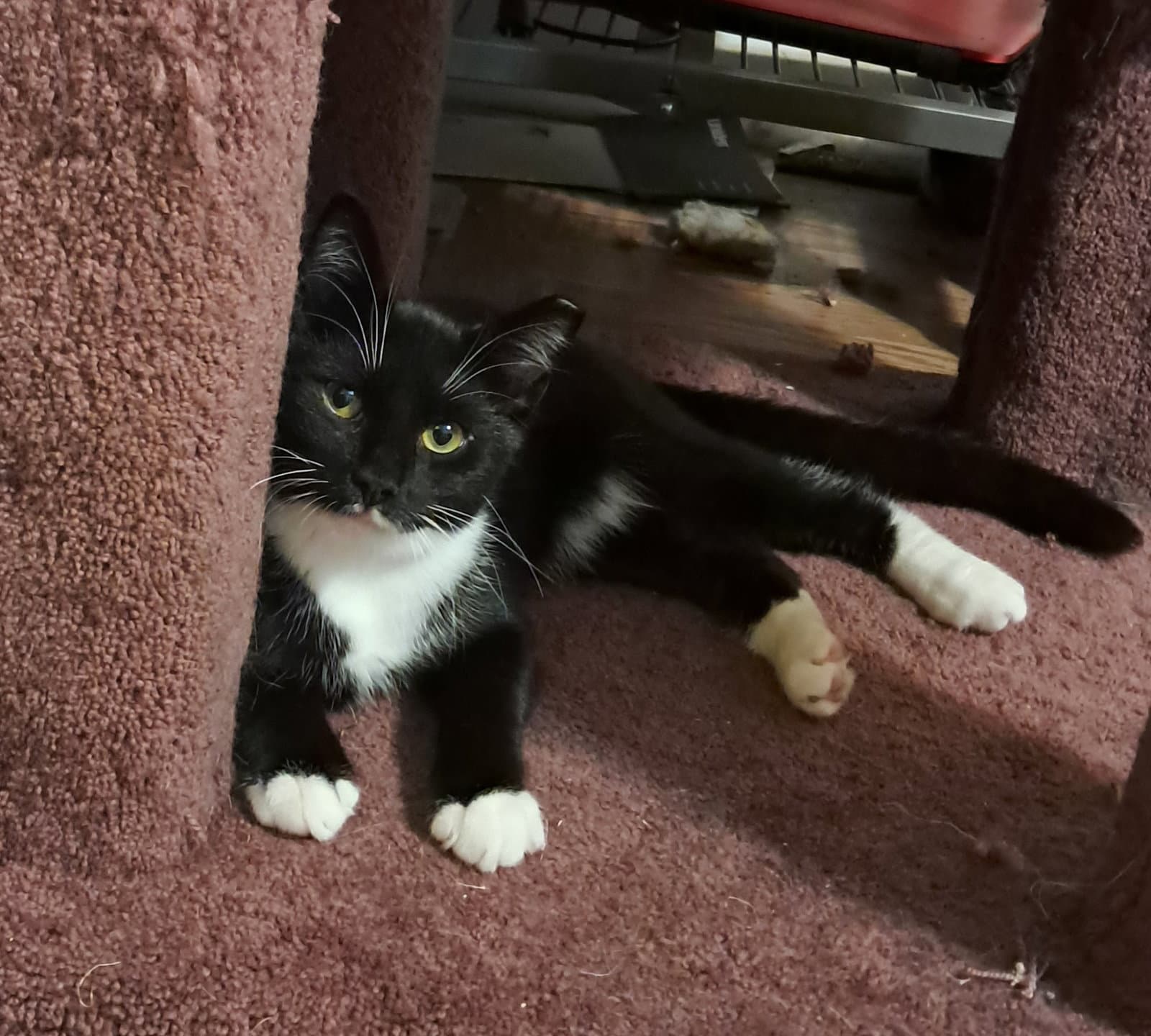 JoJo