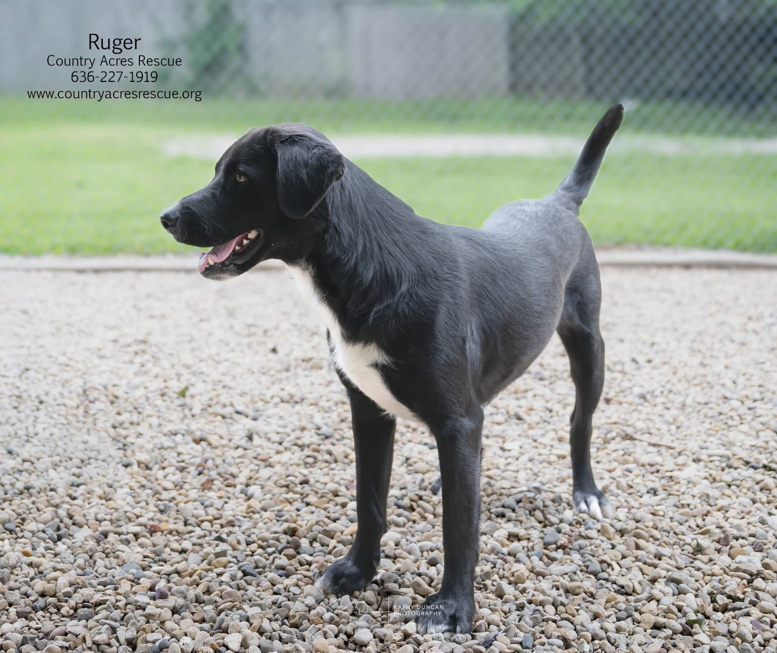 Ruger