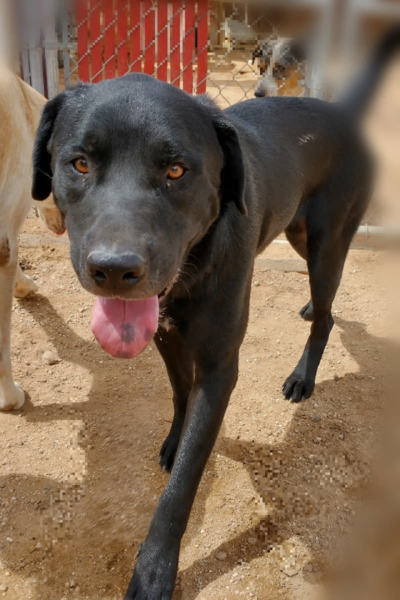 Blitzen- Stunning! **