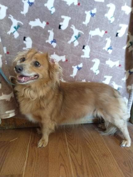 Arlo- see Buddy for pure red male doxie
