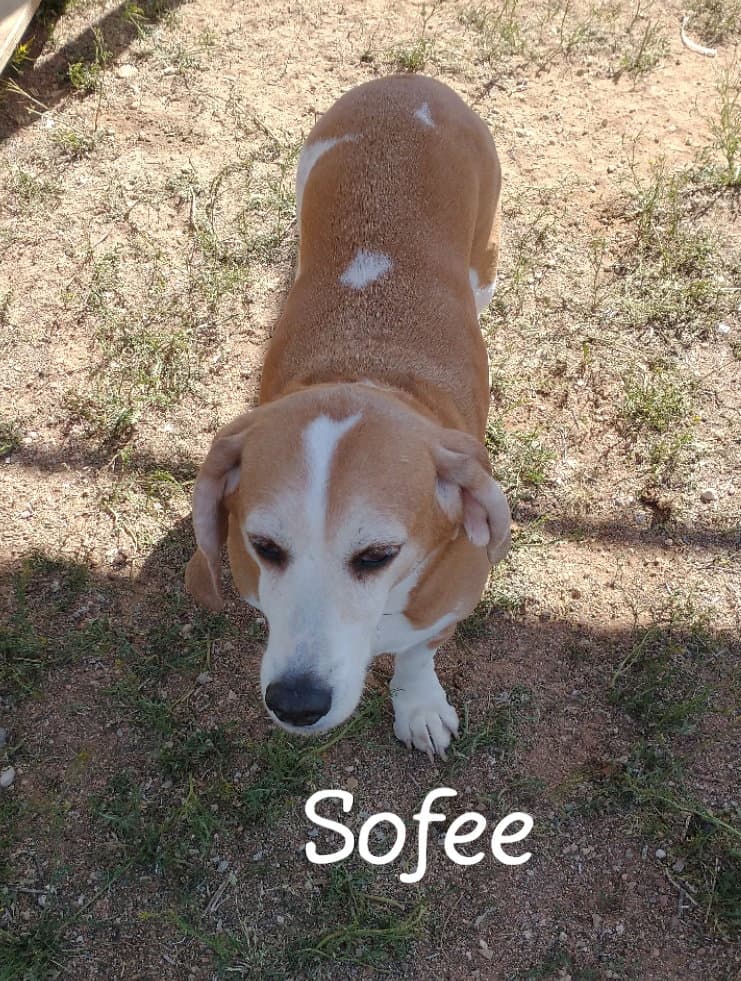 Sofee-ADOPTED 7/26
