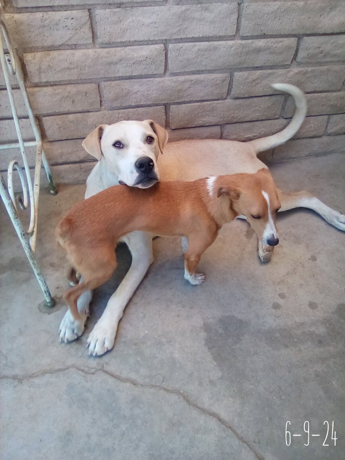 Jingles-his BFF is Baby Girl