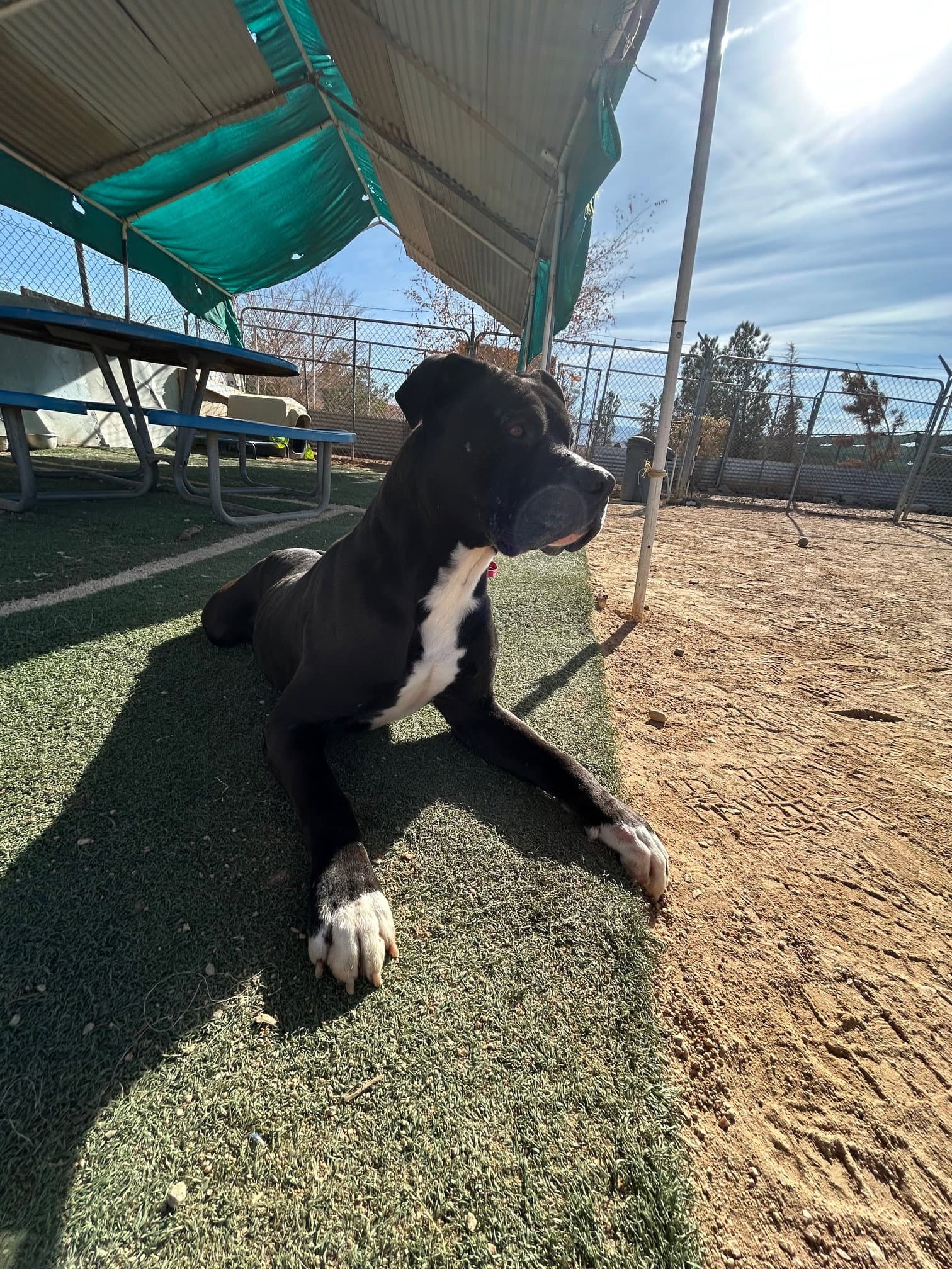 Big Willie-Adoption Pending!