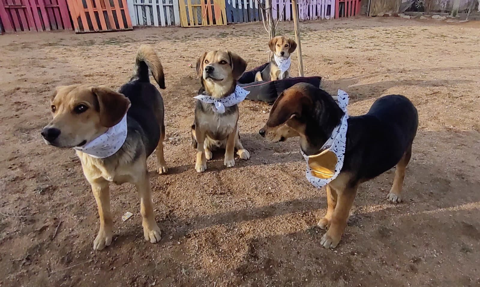 Beatles--Beagle pups on Abby Road