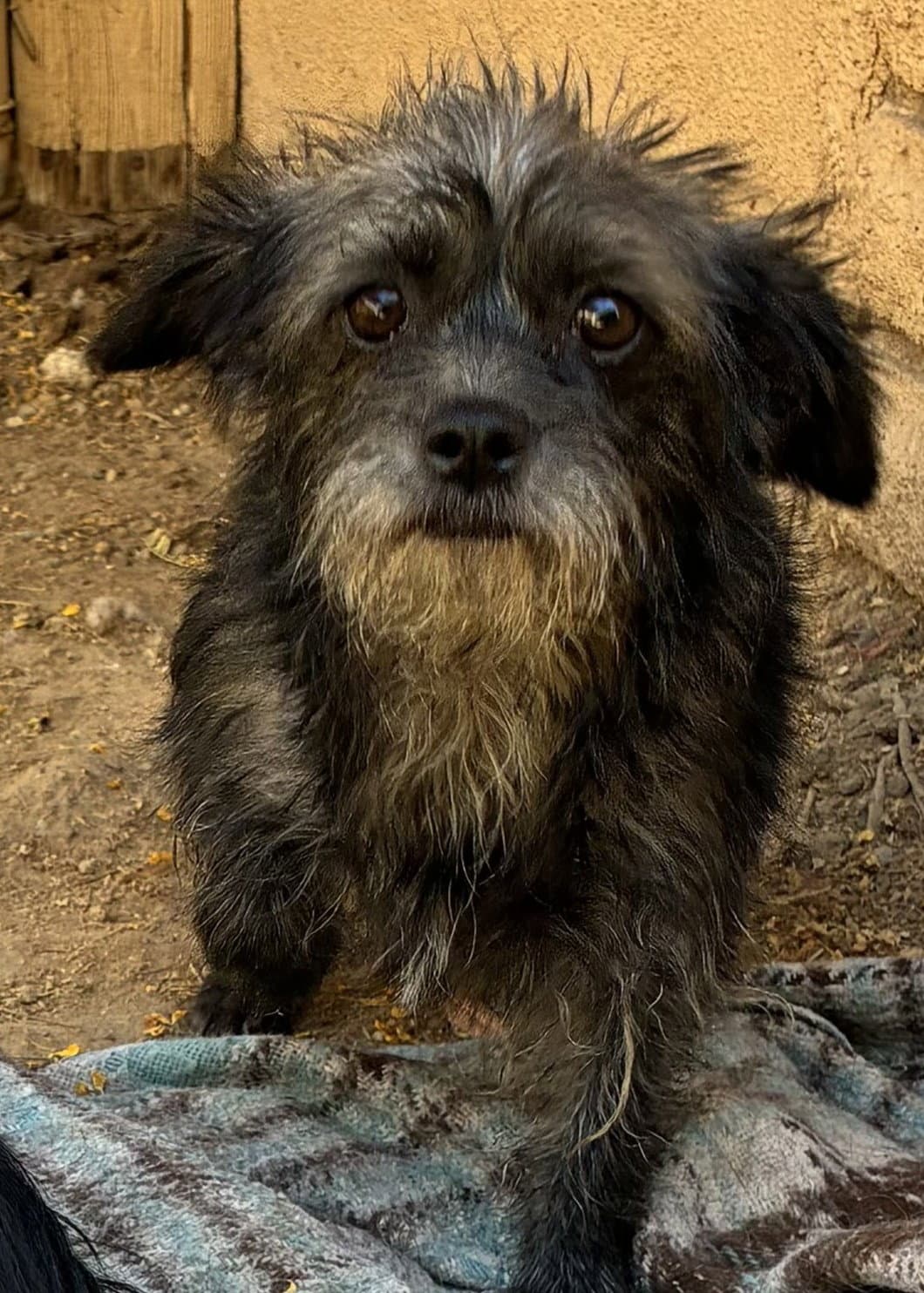 Sassy-ADOPTED 9/10/26