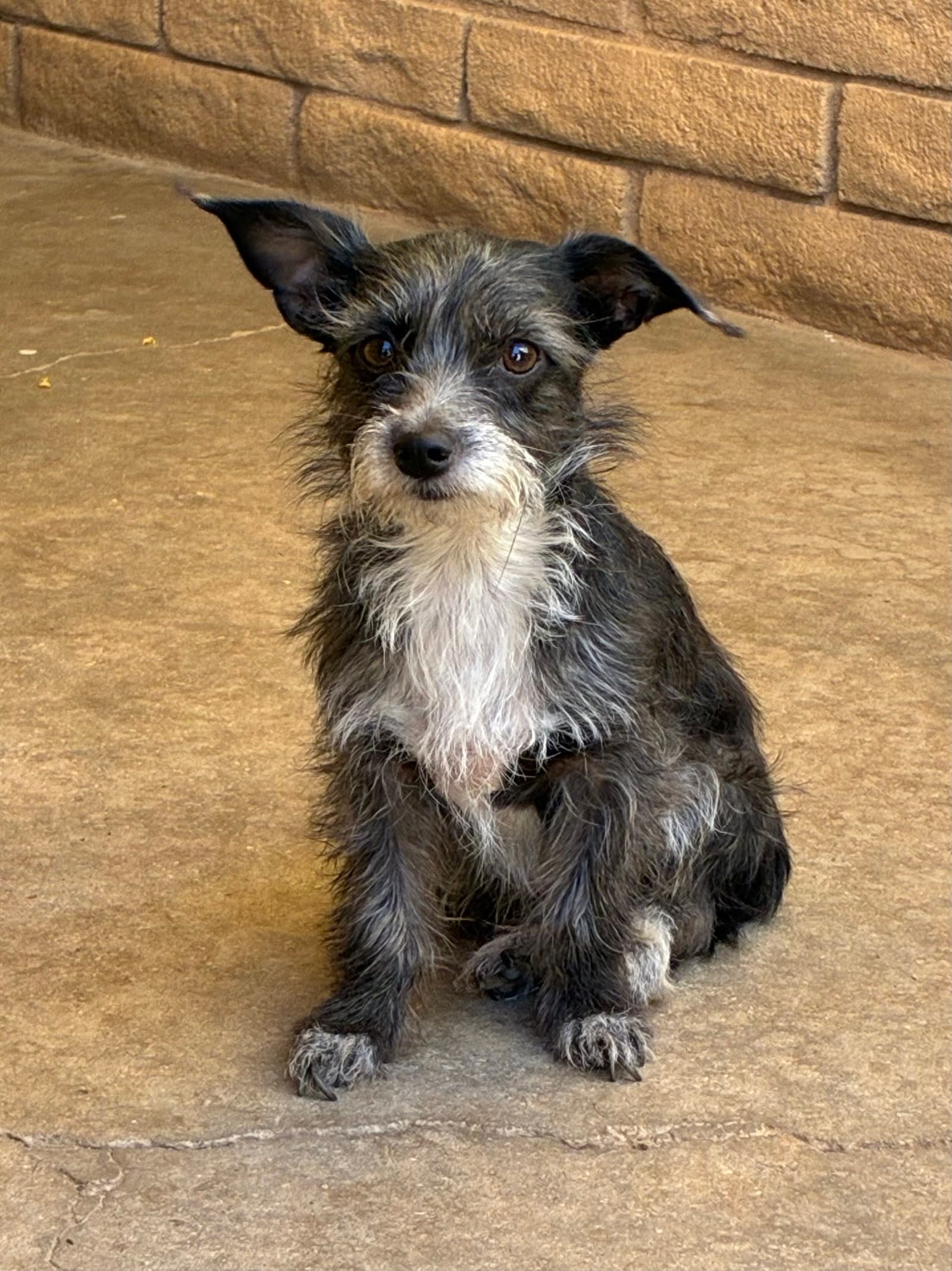 Sissy-ADOPTED 9/30/26