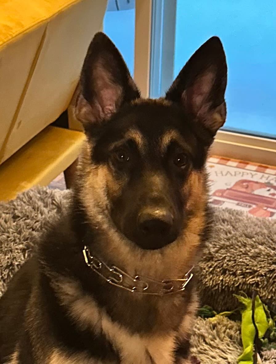 Max (CL)