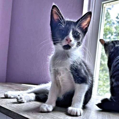 Percy