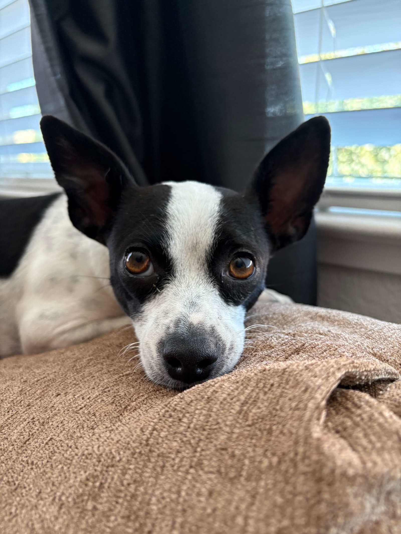 Audrey