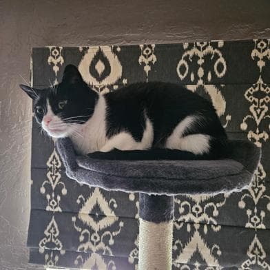 Oreo