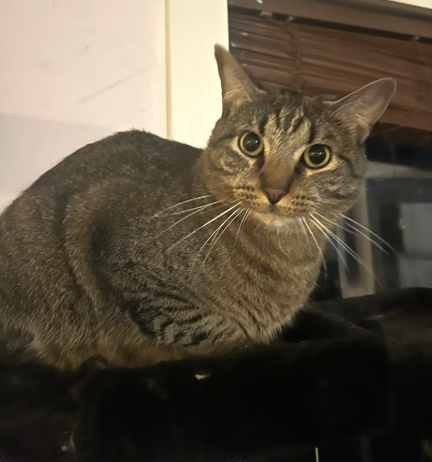 Fergus S.