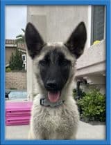 Bandit