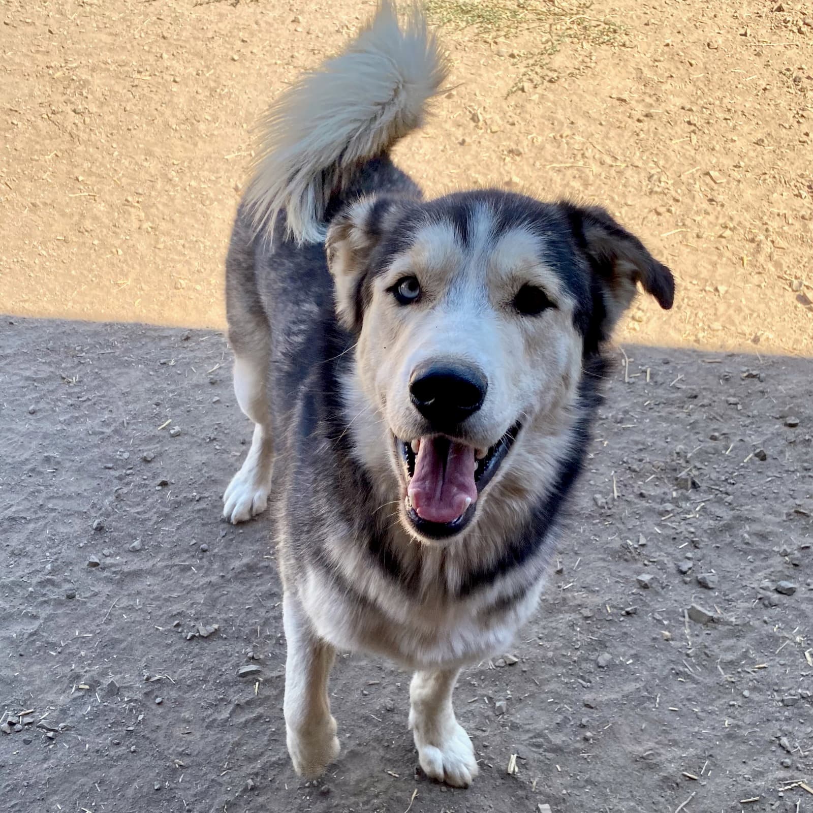 Koda