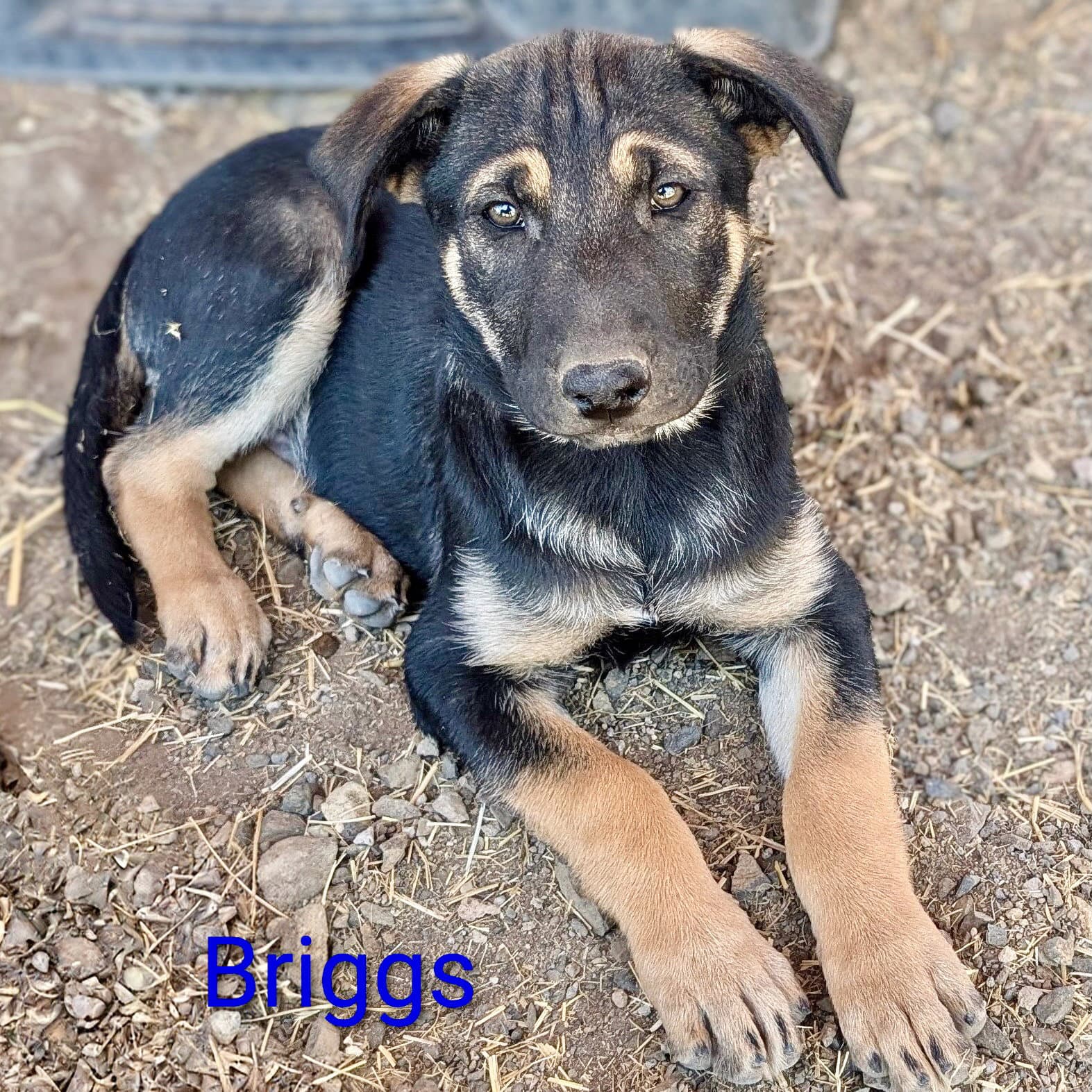 Briggs