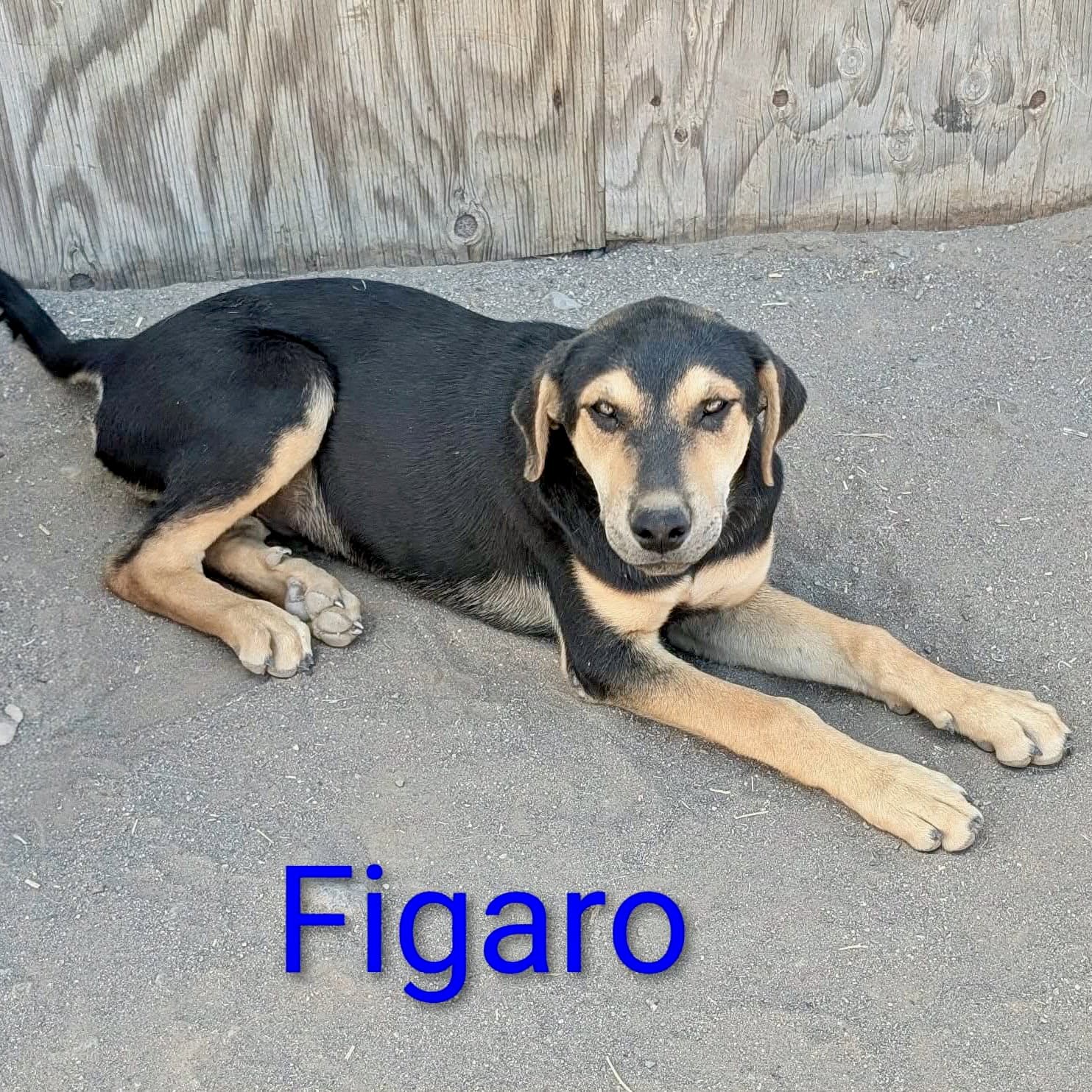 Figaro