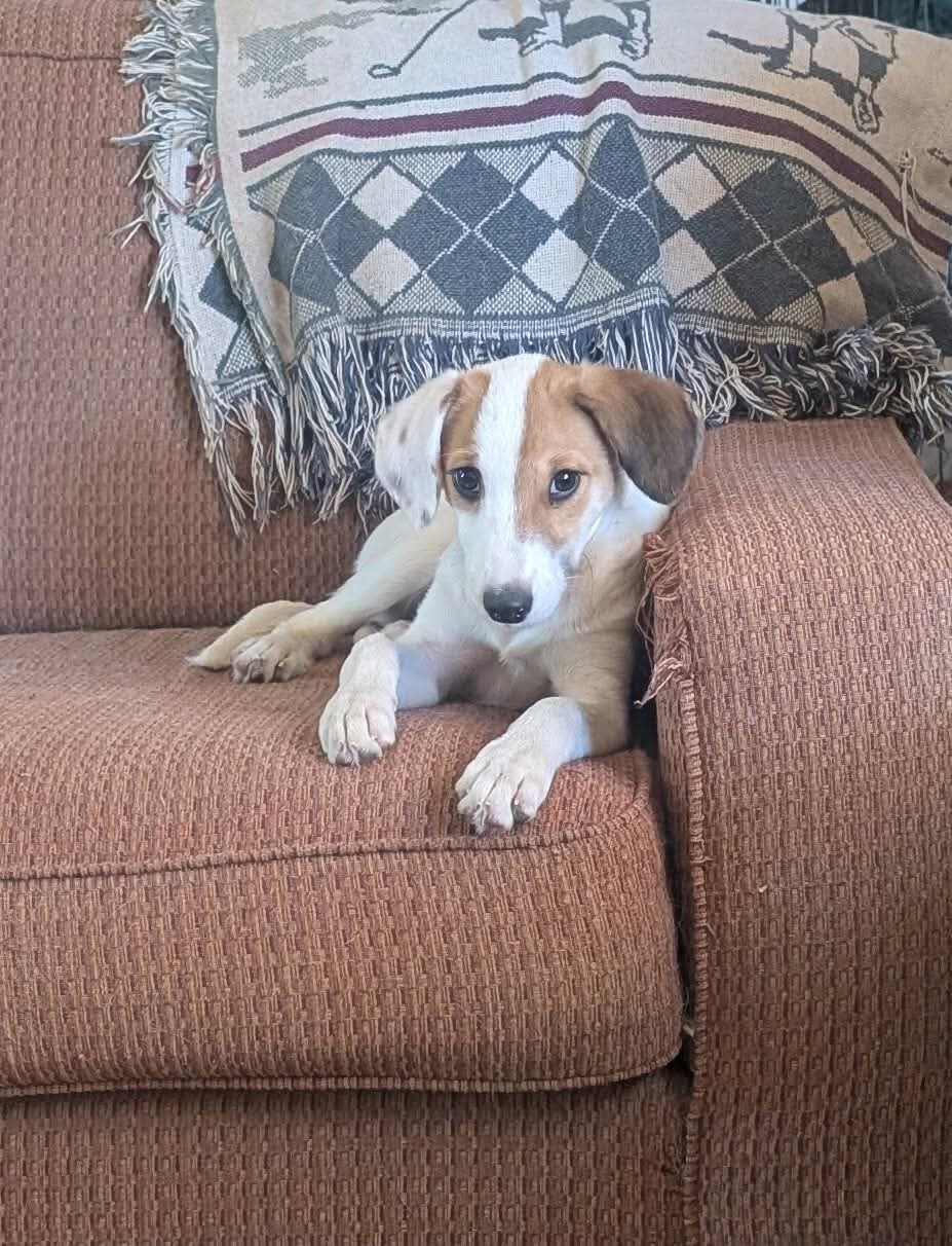 Gidget