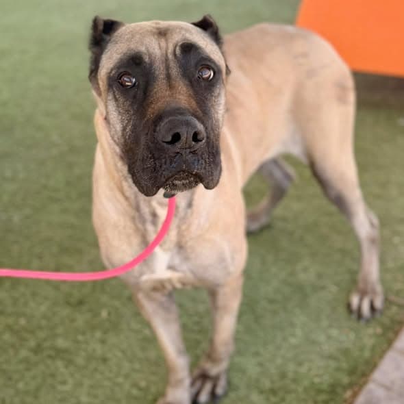 Daphne 2 - I was adopted!