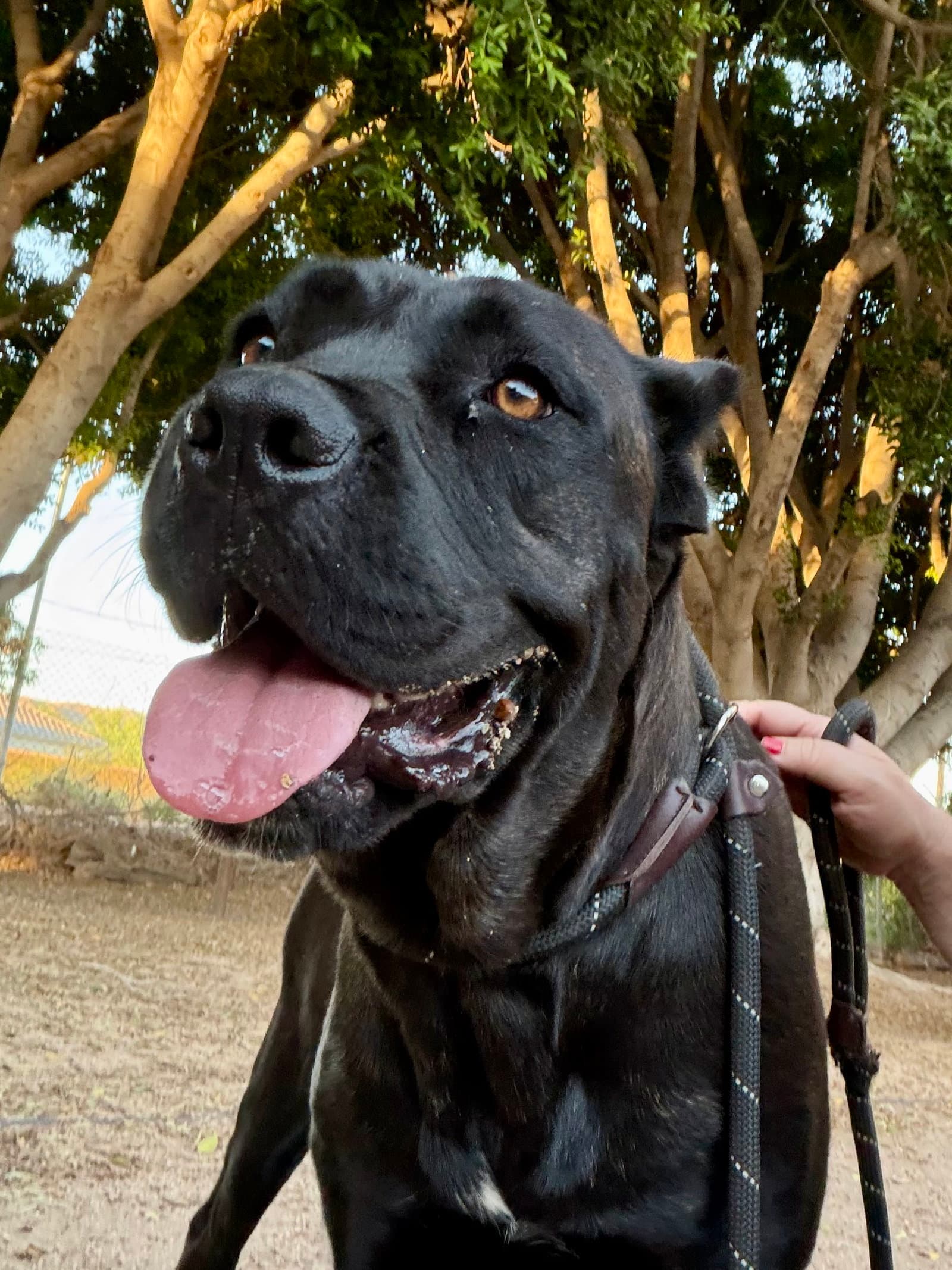 Pippa - adopted