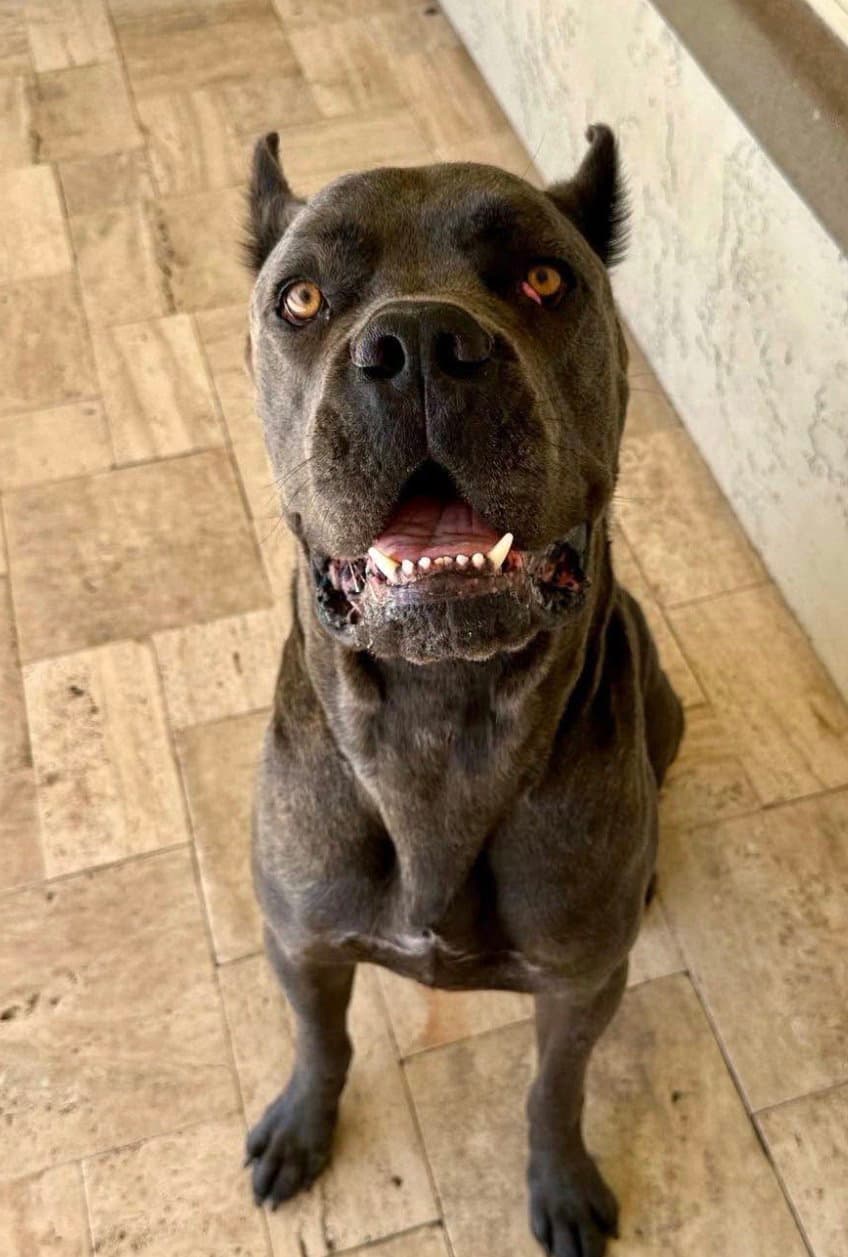 Diesel - I was adopted