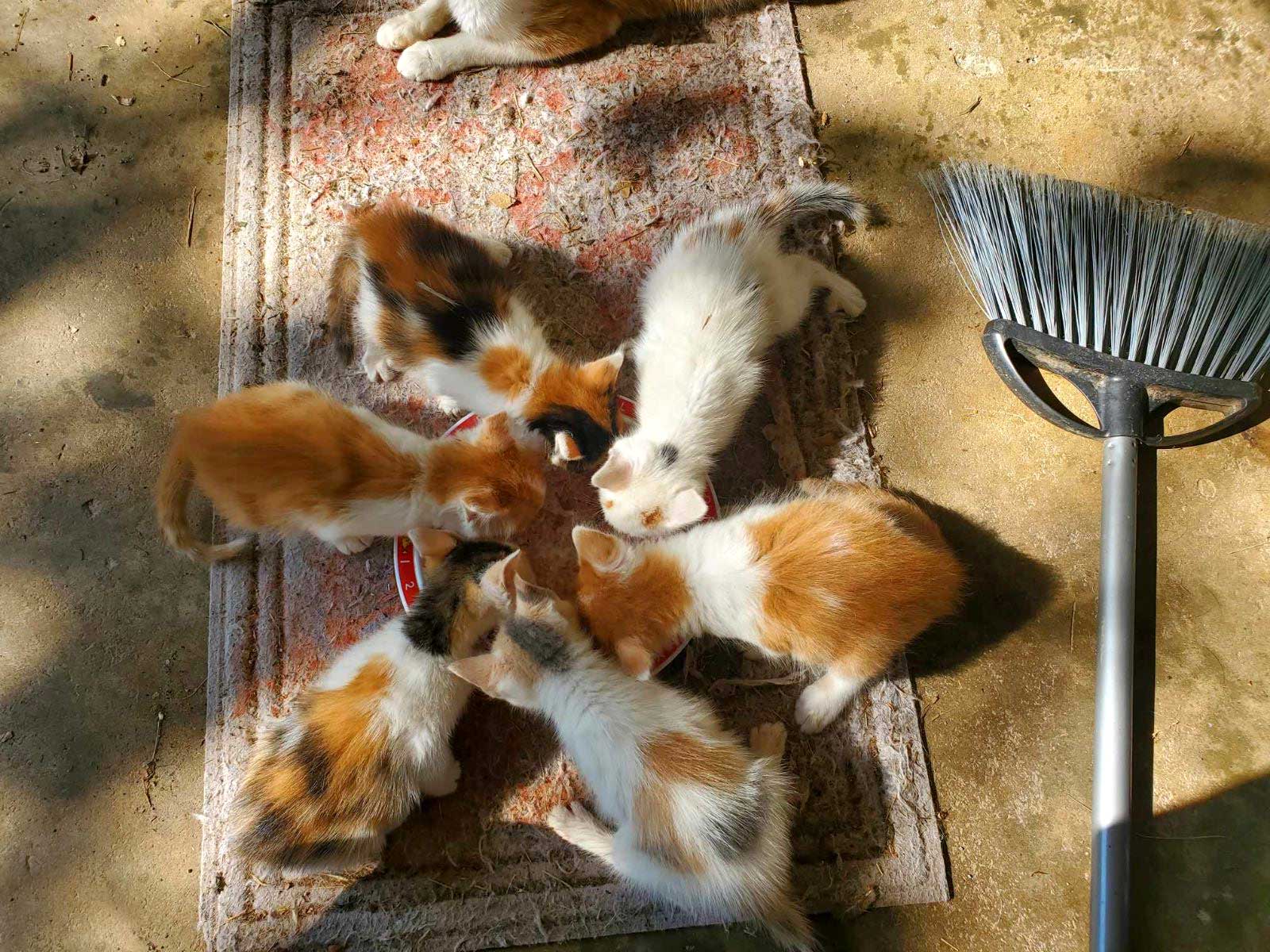 We Need Kitten Fosters!