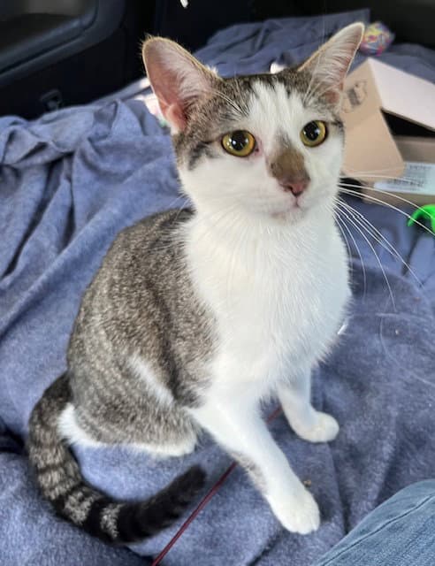 Kitten Chester