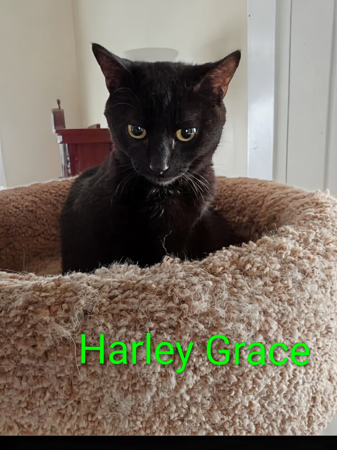 Kitten Harley Grace