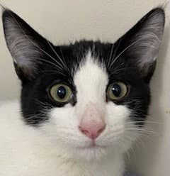 Kitten Frankie