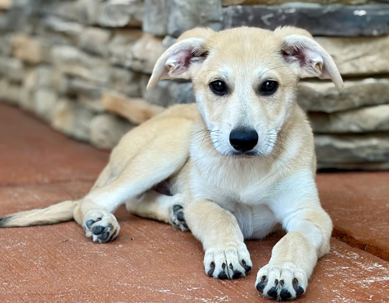 Puppy Mr.Tubbs