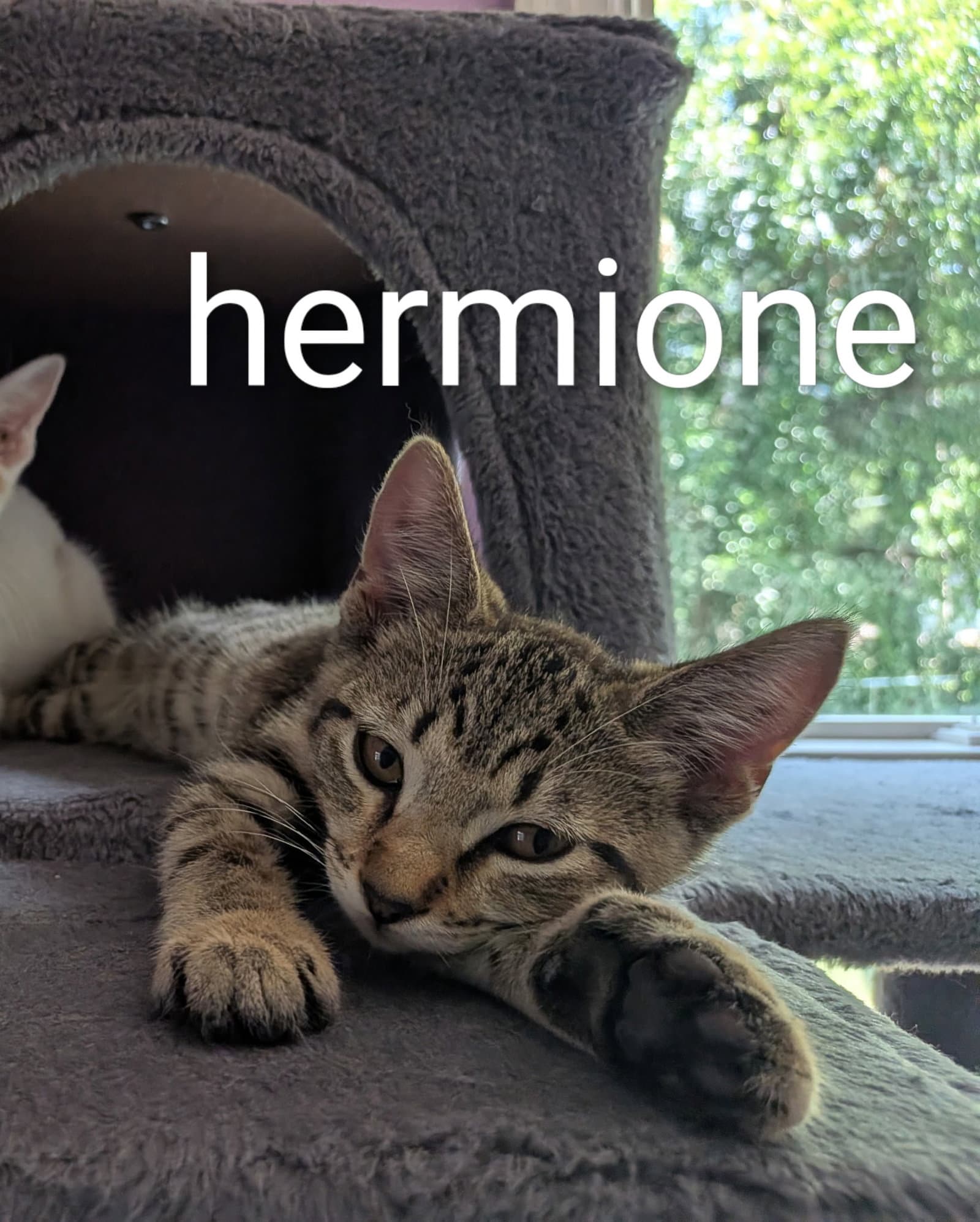 Hermione