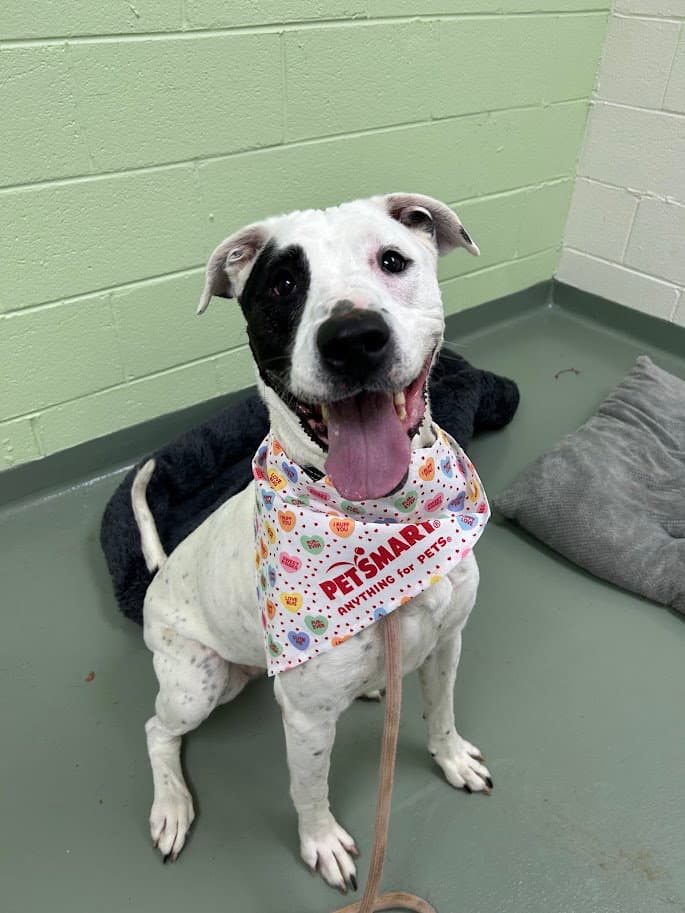 Lani in Verona VA