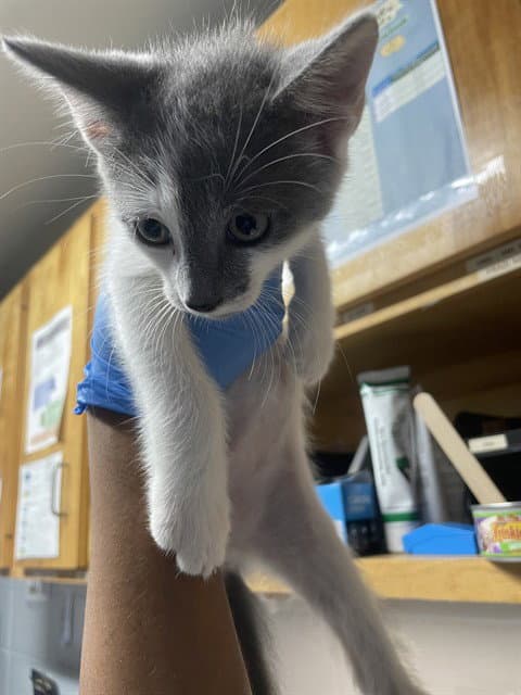 Zorro