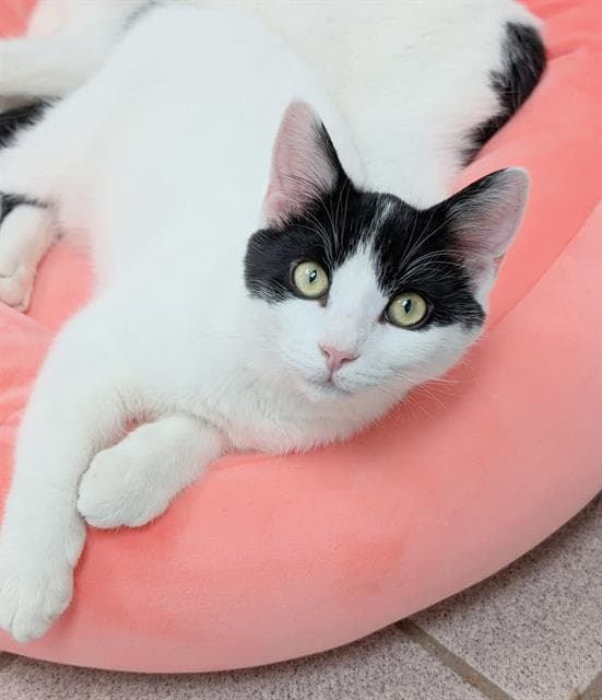 Cayenne